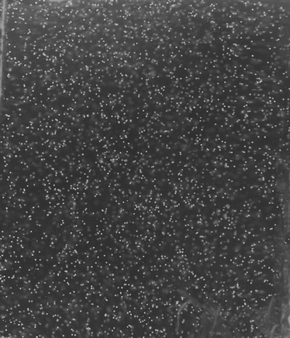 Microspheres in a micellar fluid