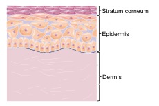 Skin Schematic
